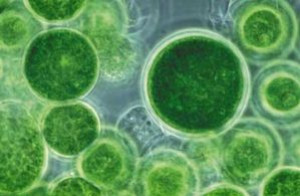 Wat zijn de voordelen van chlorella?