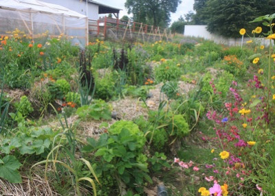 Quelles différences entre permaculture et agroécologie ?