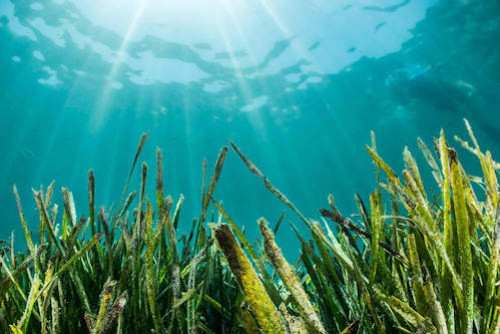 Isotonisches oder hypertonisches Meerwasserplasma?