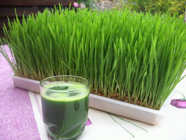 Come consumare il succo d'erba d'orzo?