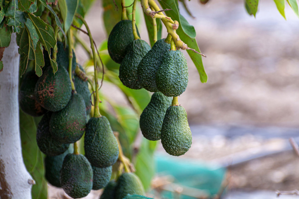 Was sind die 7 Vorteile der Avocado?