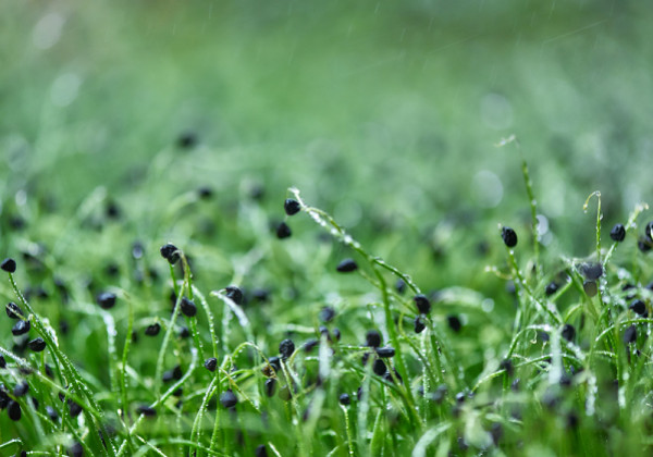 What are the benefits of sprouted leek seeds?