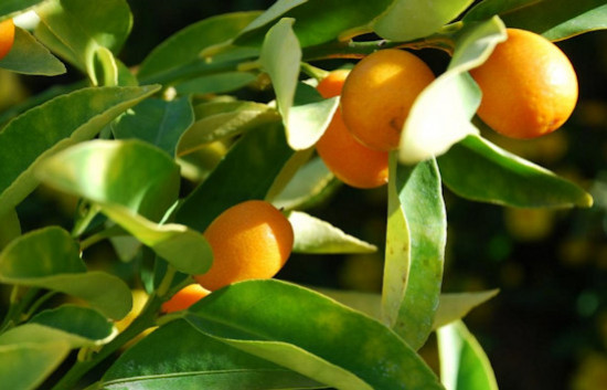 The health benefits of organic kumquat: a concentrate of goodness!