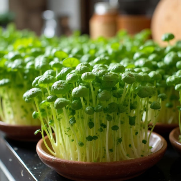 Sprouted Seeds and Survivalism: Sustainable and Economical Food for Everyone
