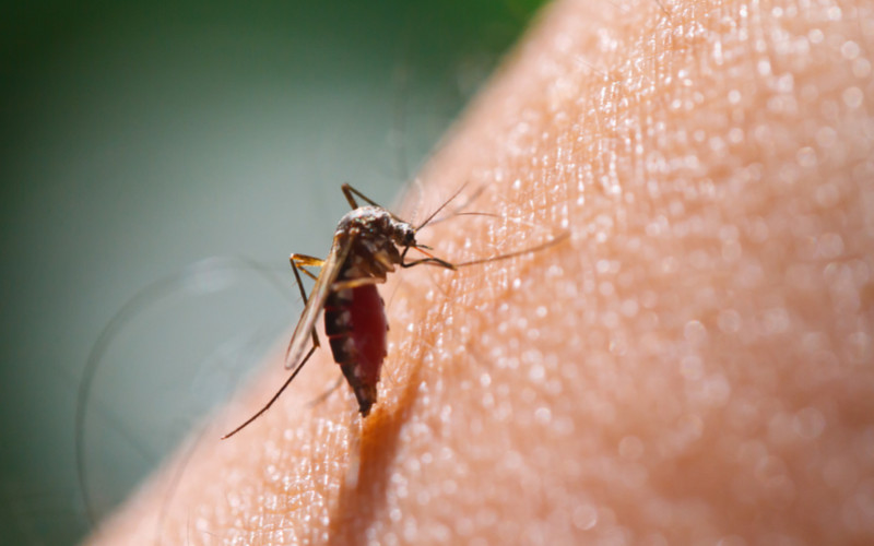 Comment soulager naturellement les piqûres de moustiques ?