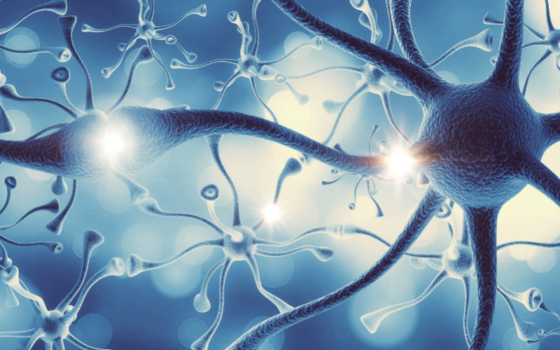 Understanding and Supporting Our Nervous System and the Glymphatic System