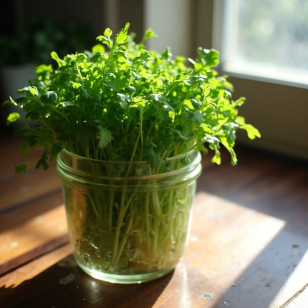Semillas germinadas de rúcula: ¡un toque de energía en tu plato!