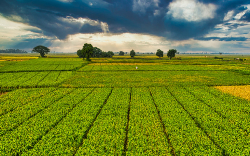 L'agriculture biologique en Chine