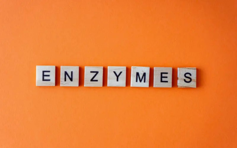Enzimas: claves de la digestión y de la vitalidad
