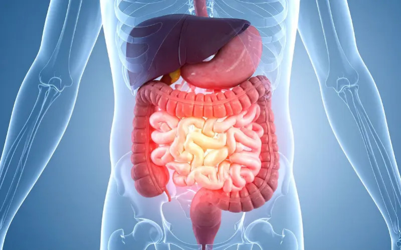 O guia para apoiar as funções de eliminação intestinal naturalmente