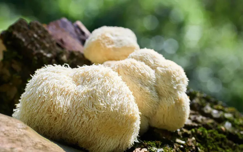 Lion's mane et mémoire : que disent vraiment les études scientifiques ?
