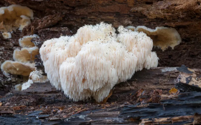 Lion's Mane (Hericium Erinaceus) : Bienfaits prouvés, dangers et dosage