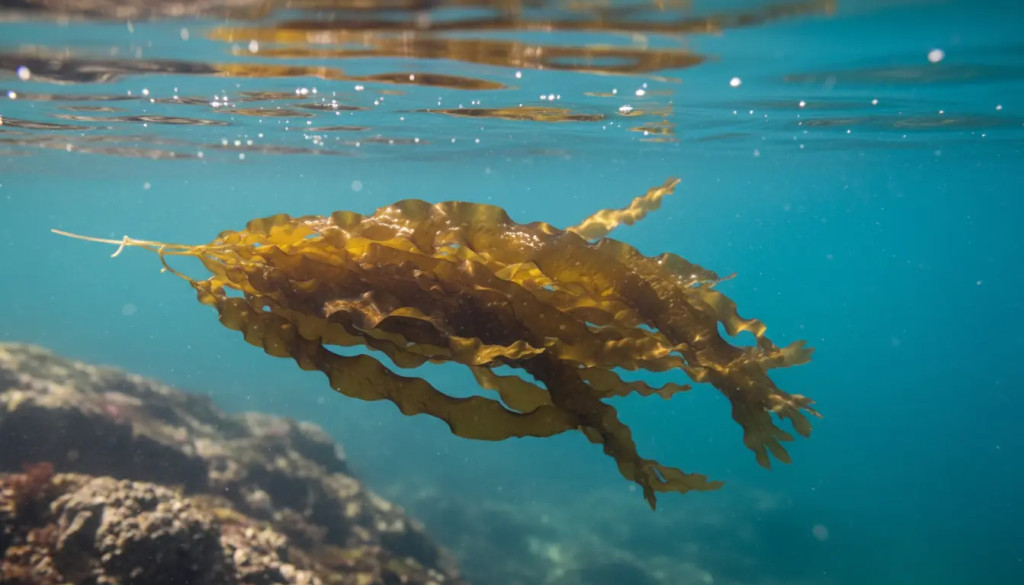 Il wakame, scopri quest'alga bruna dalle eccezionali virtù nutrizionali.