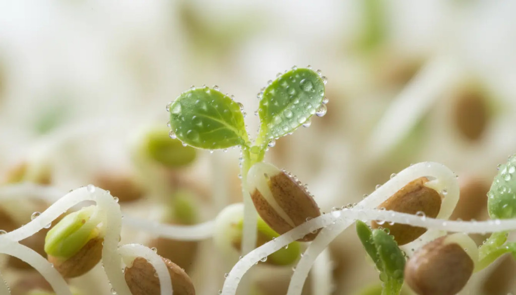 La sulforafano de las semillas germinadas de brócoli activa 200 genes protectores.