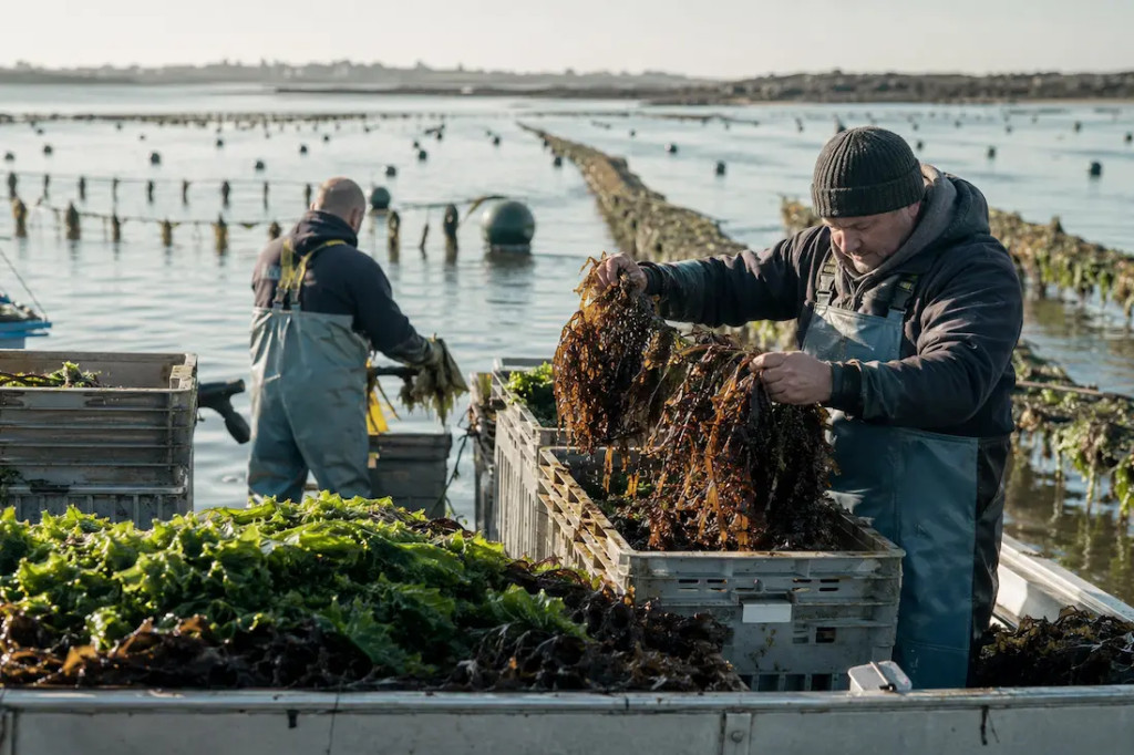 Edible Seaweed: France, Europe's #1 Producer