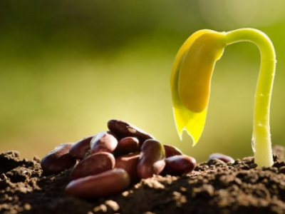 Les graines germées, quels bienfaits et comment commencer ? par Eric Viard