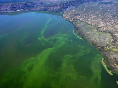 Témoignages sur l'algue klamath E3Live par Eric Viard