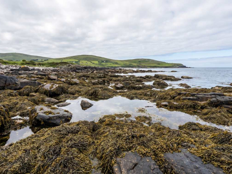Seaweed, Methane and Cattle: Who Will Eat the Seaweed, Us or the Fields?