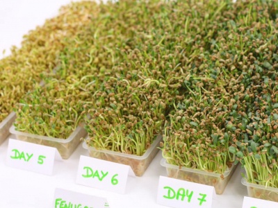 The germination has many health benefits!