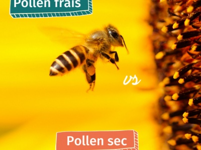 Pollen frais ou pollen sec?
