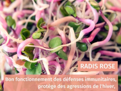 Le radis rose pour booster les défenses immunitaires en cette saison