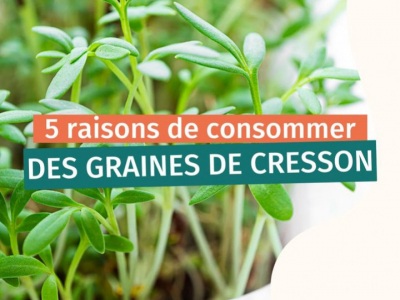 5 raisons de consommer des graines de cresson