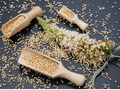 Le quinoa est LA graine la plus rapide à faire germer. 