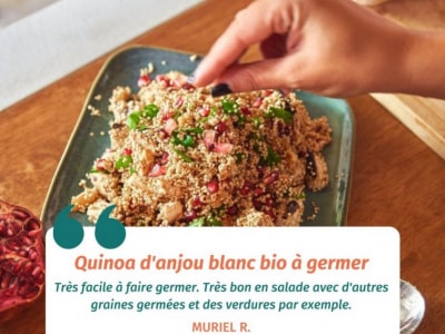 Le quinoa est LA graine la plus rapide à faire germer. 
