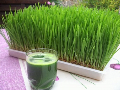 Prepare your barley grass juice!