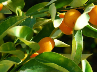 Les vertus santé du kumquat bio : un concentré de bienfaits !