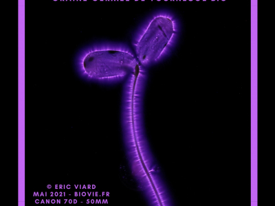 Photo kirlian d'une graine germée de tournesol bio par Eric Viard