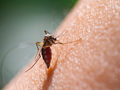 Comment soulager naturellement les piqûres de moustiques ?