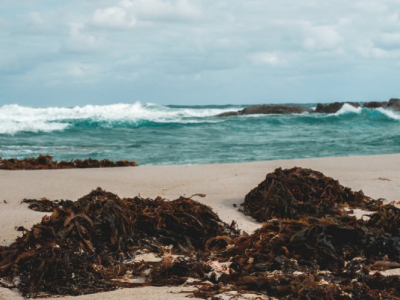 La dulse une algue riche en oligo éléments : cuivre, or et argent