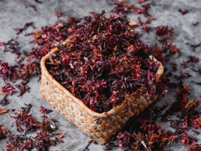 Irish Moss: O superalimento marinho com muitos benefícios para a saúde