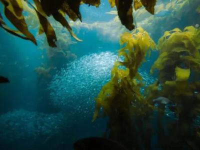Les algues : les superaliments de la mer, alliés de votre santé et de la planète