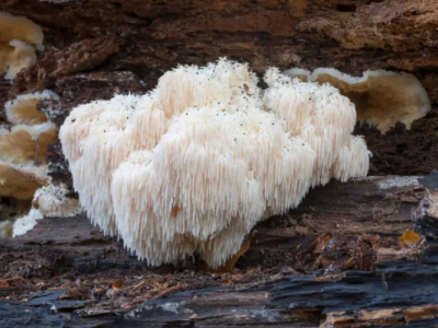 Lion's Mane (Hericium Erinaceus): Benefici provati, pericoli e dosaggio