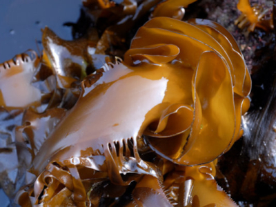 Wakame: l'alga dimagrante che contiene 13 volte più calcio del latte