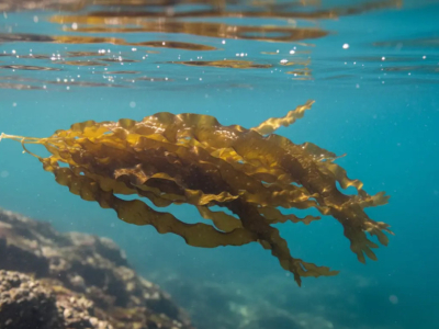 Il wakame, scopri quest'alga bruna dalle eccezionali virtù nutrizionali.