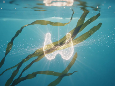 Wakame e tiroide: perché questa alga è la fonte ideale di iodio